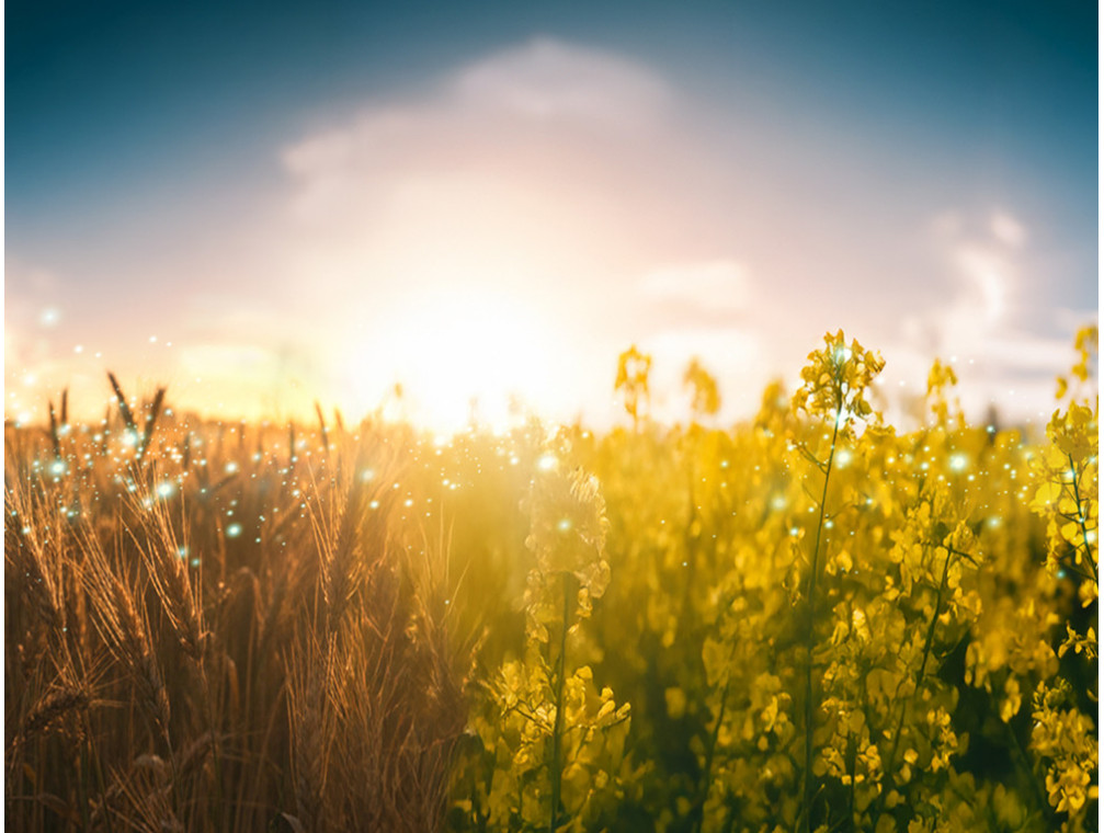 BacterX nawozy dolistne